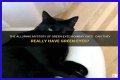Can a Bombay cat have green eyes? – Janet-Panic.com